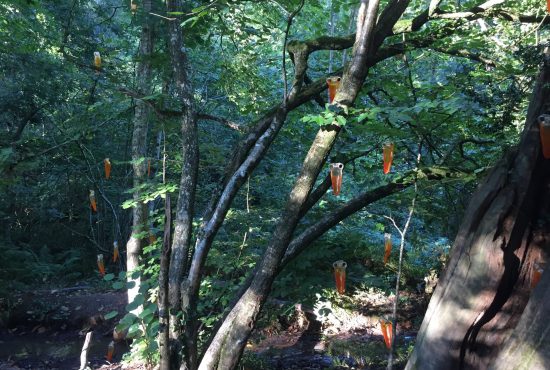 Amber tear drop sculptures hang in a tree.